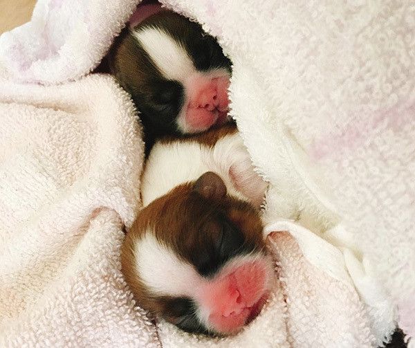 シー・ズーの赤ちゃん