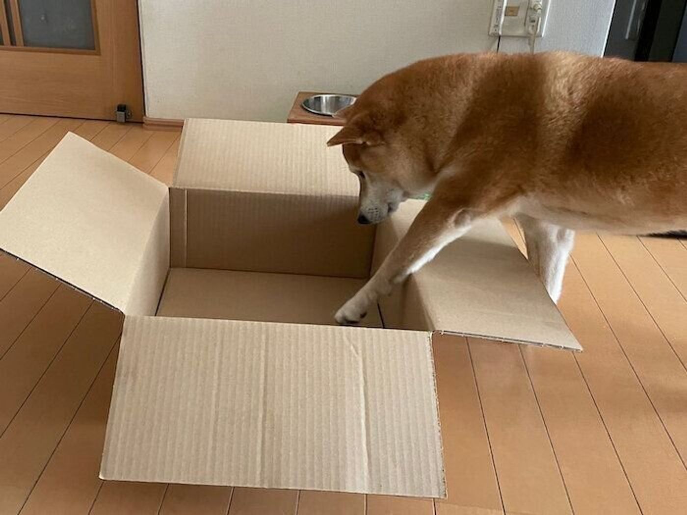 段ボール箱にぎゅうぎゅうに入って落ち着く柴犬マロたん 小さい頃から好きだった いぬのきもちweb Magazine 段ボール箱にぎゅうぎゅうに入って落ち着く柴犬マロたん 小さい頃から好きだった いぬのきもちweb Magazine