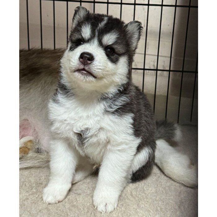 ブリーダーさん宅で撮影した、生後1カ月のころの爽くん