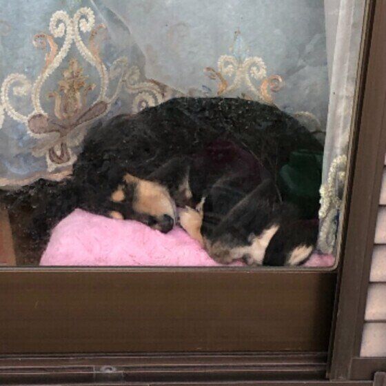 ミニチュアダックスフンドのルル