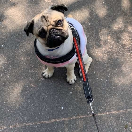 お散歩するパグ