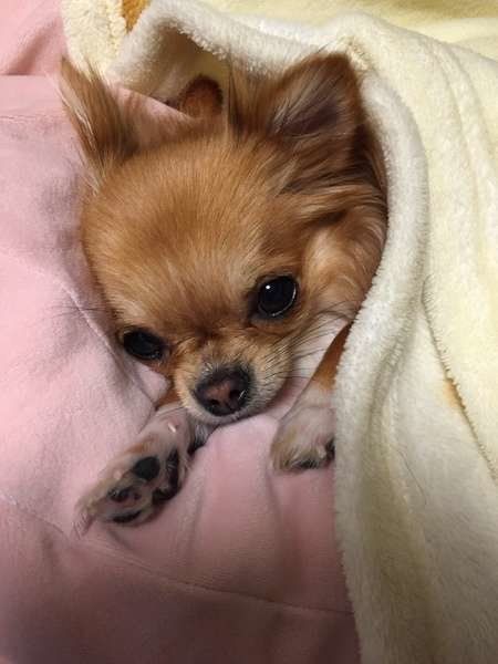 犬の快適な寝床