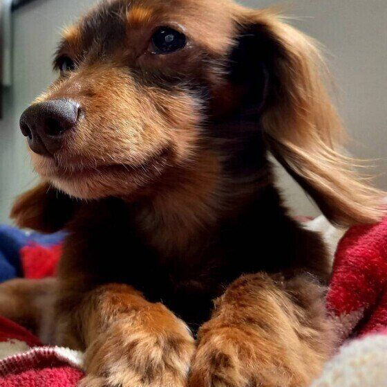 起きたばかりのキティ