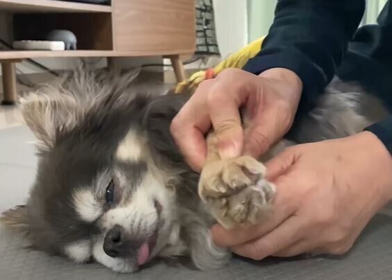 チワワ　ラズおじさん