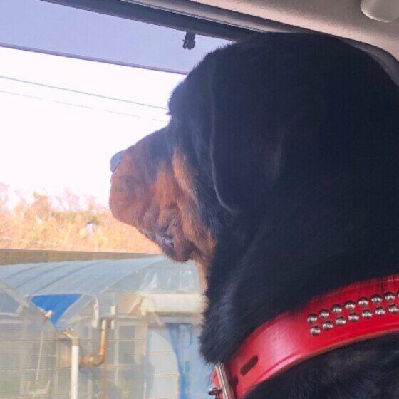 ロットワイラーのレディちゃん