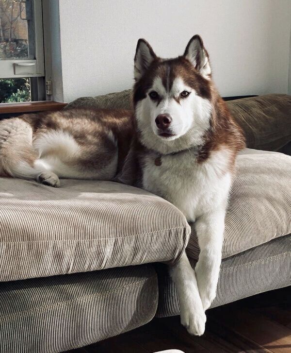 くつろぐ北斎くん