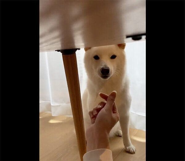 あごのせをするゆきみちゃん