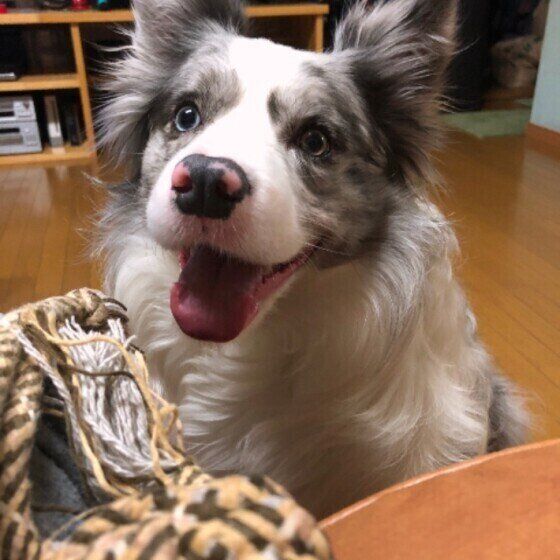 ボーダー・コリーのジュニアちゃん