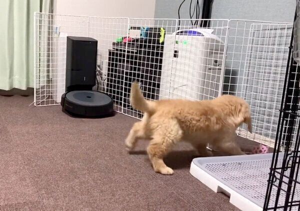 ボールと戯れるむぎくん