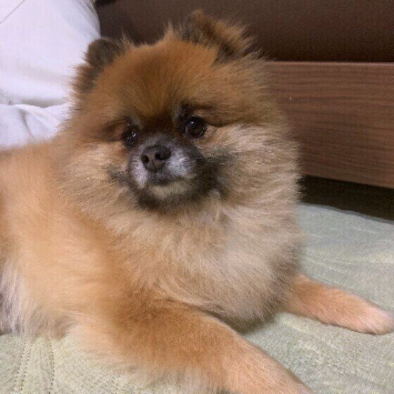 冬毛でもふもふになったポメラニアン