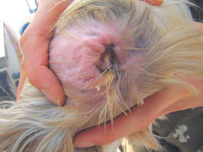 外耳炎を発症し、黄色っぽい膿のような耳アカが出ている例。皮膚が全体的に赤く腫れています（写真提供／フジタ動物病院）