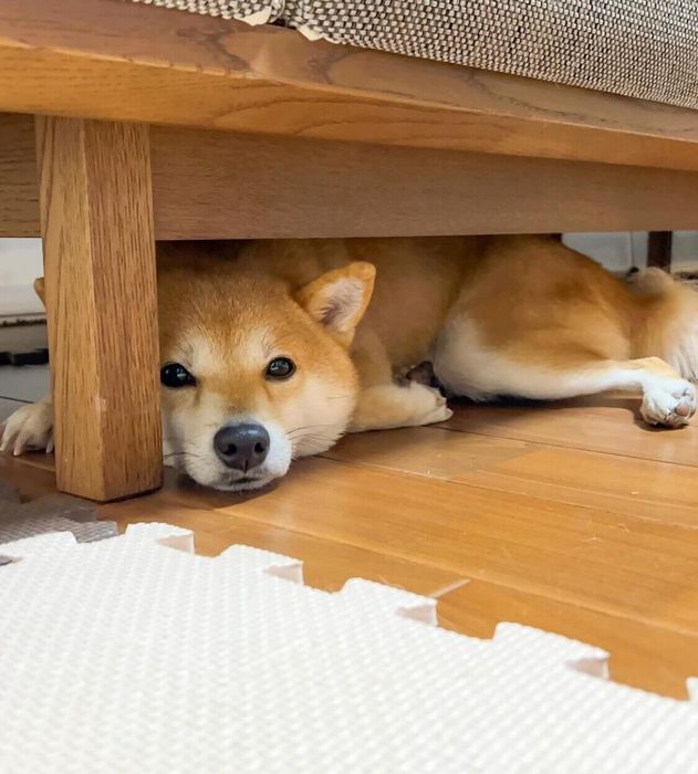 ソファの下にすぐ逃げるころたくん