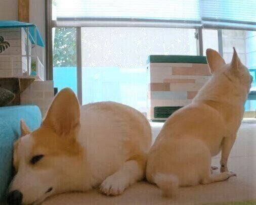 眠いつむぎちゃんと、お尻をつけるこうちゃん