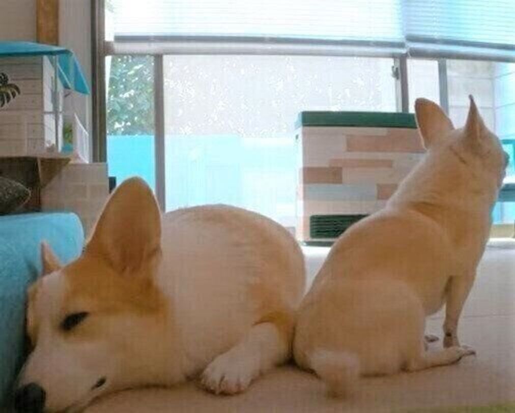 お尻をくっつけるチワワとさりげなく逃げるコーギー 留守番中の様子は いぬのきもちweb Magazine お尻をくっつけるチワワとさりげなく逃げるコーギー 留守番中の様子は いぬのきもちweb Magazine