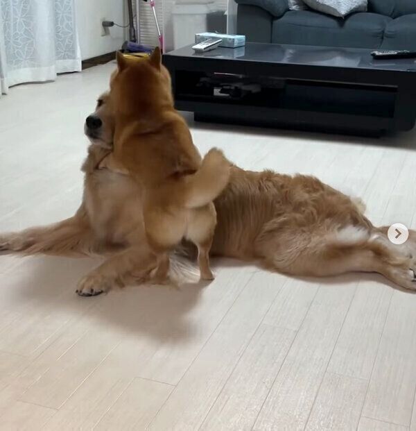 おからちゃんを遊びに誘う、うにくん