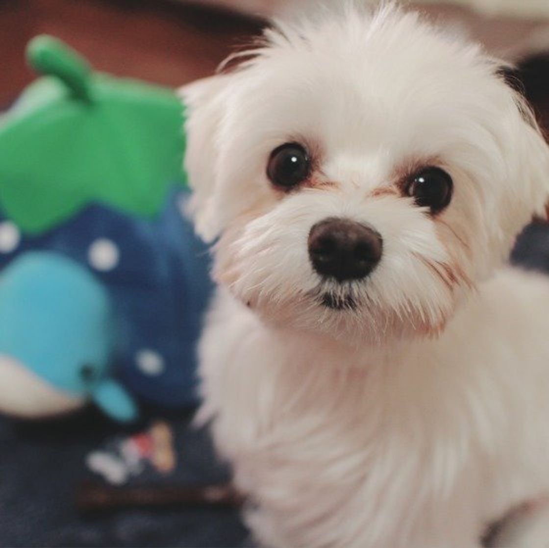 大好きな人のことは一生忘れないよ 犬の5つの 好きサイン いぬのきもちweb Magazine 大好きな人のことは一生忘れないよ 犬の5つの 好きサイン いぬのきもちweb Magazine