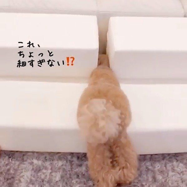 ここ掘れワンワンなトイ・プードル