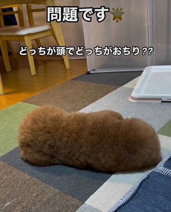 飼い主さんに背中を向けて眠るパルくん どっちが頭でどっちがお尻?