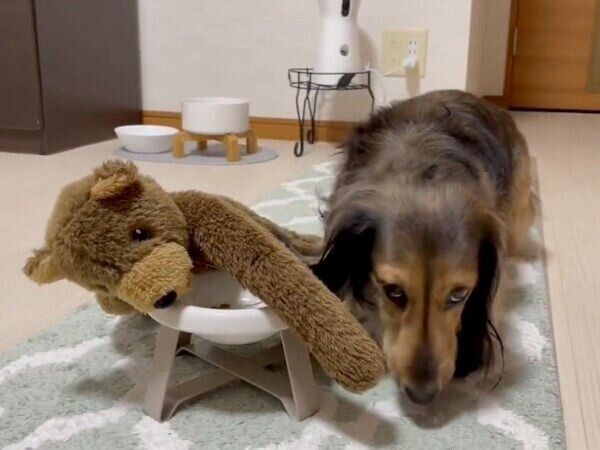 くまのぬいぐるみにごはんを分けてあげる、るのんくん