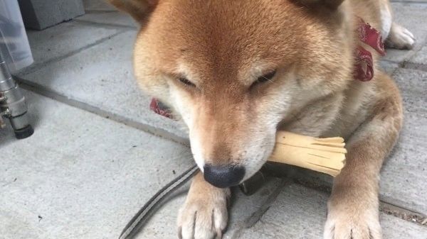 おやつを食べる柴犬