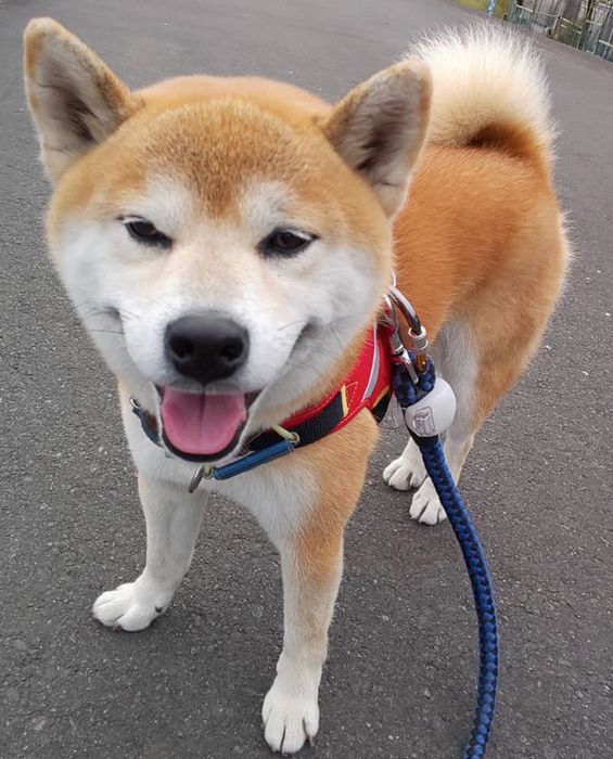 柴犬の富士ちゃん