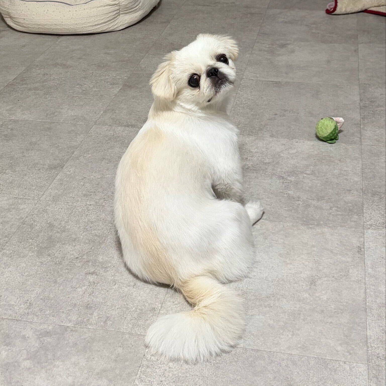 かわいらしい表情で飼い主さんを見つめるうにちゃん