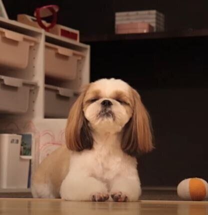 眠そうなシーズー