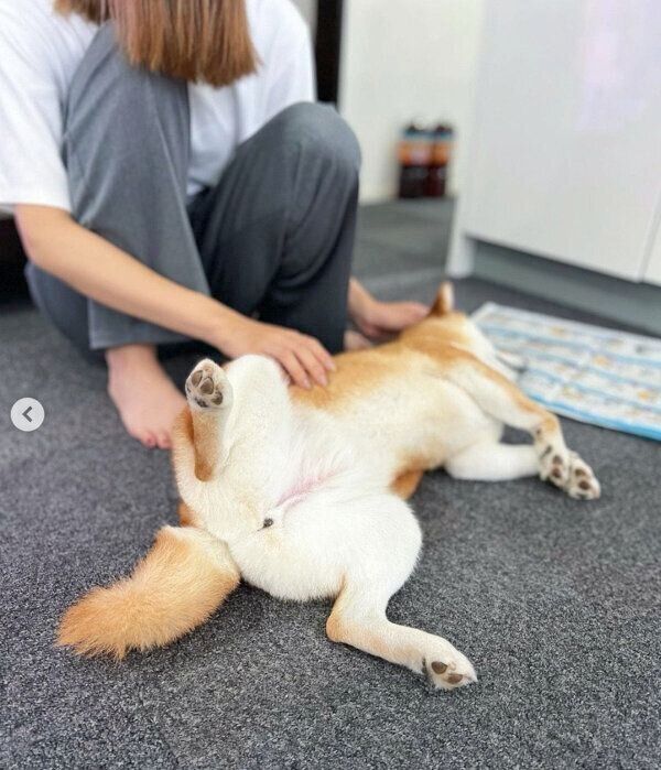 なでられ待ちをしていたすずちゃん