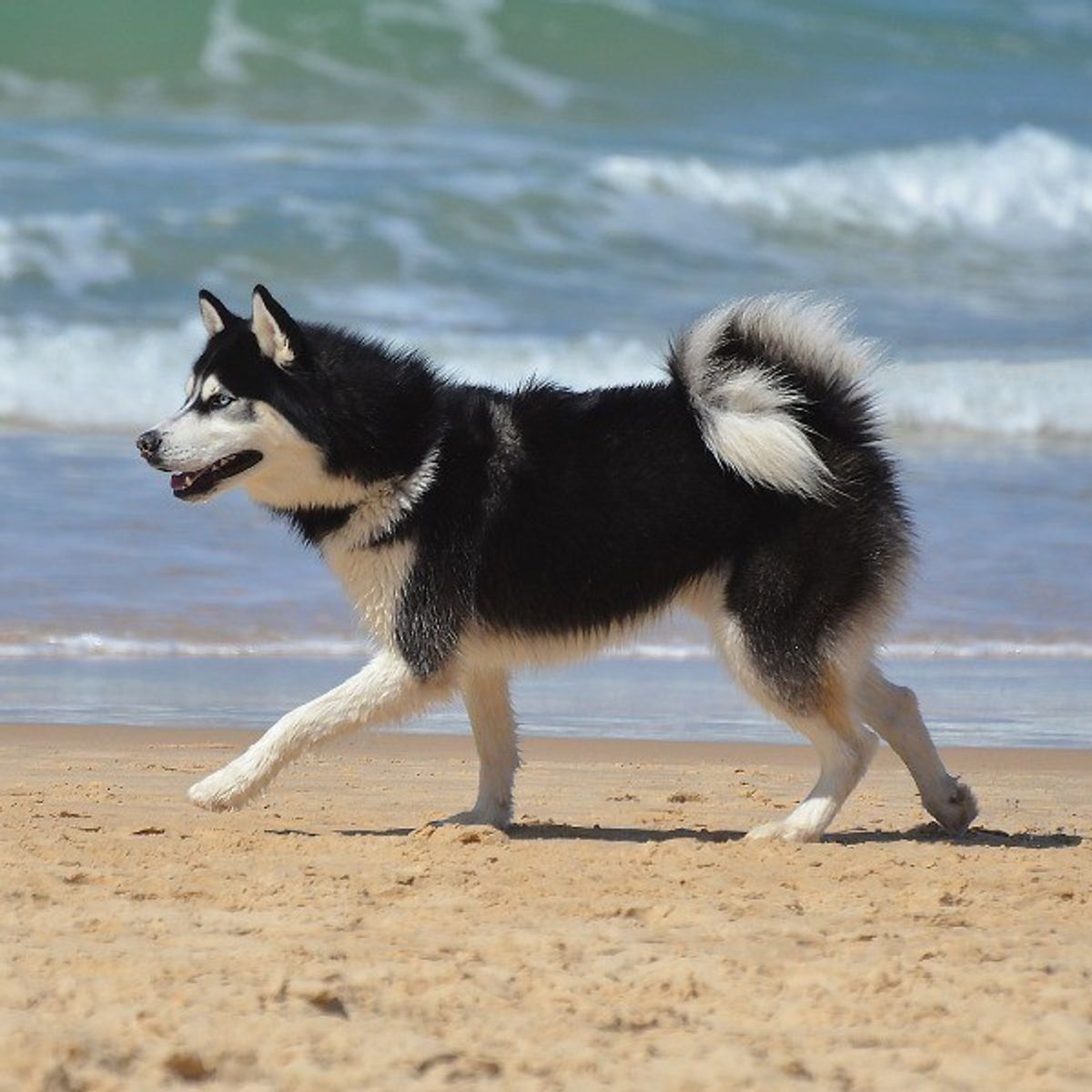 獣医師監修 愛犬との海へのお出かけで注意すべき5か条 いぬのきもちweb Magazine 獣医師監修 愛犬との海へのお出かけで注意すべき5か条 いぬのきもちweb Magazine