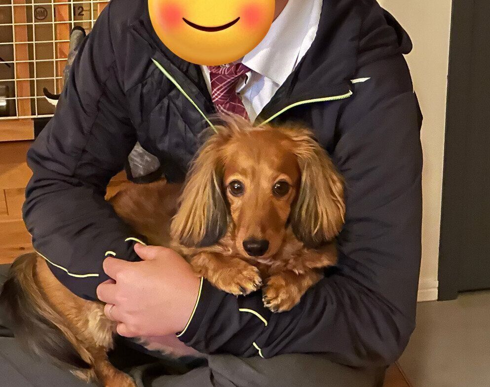 飼い主家族にだっこされて嬉しそうなミニチュア・ダックスフンド