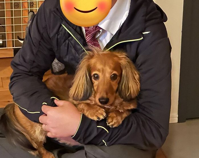 飼い主家族にだっこされて嬉しそうなミニチュア・ダックスフンド