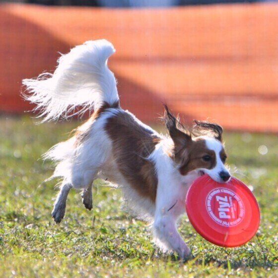 コーイケルホンディエ