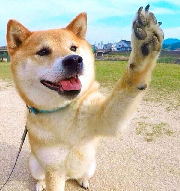 前足をあげる福くん