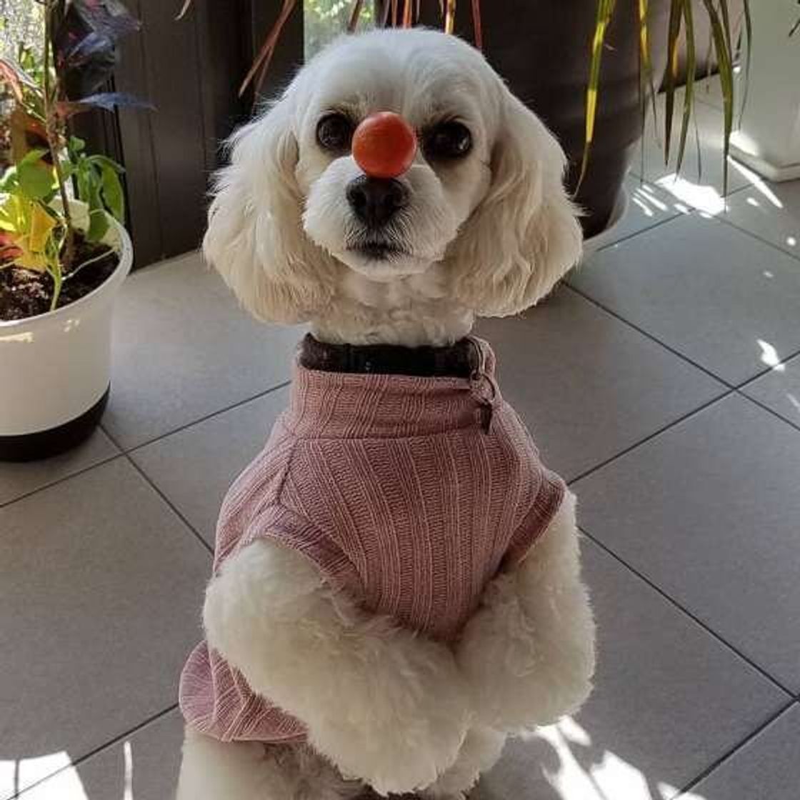 トマトは犬にあげてもいいの 実は気を付けたい アレルギー や 青いトマト についても解説 いぬのきもちweb Magazine トマトは犬にあげてもいいの 実は気を付けたい アレルギー や 青いトマト についても解説 いぬのきもちweb Magazine