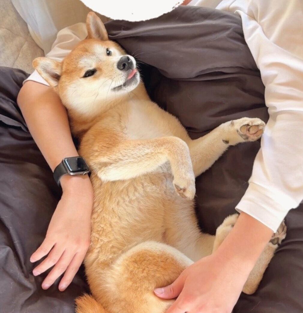 パパさんにくっつくつくねちゃん