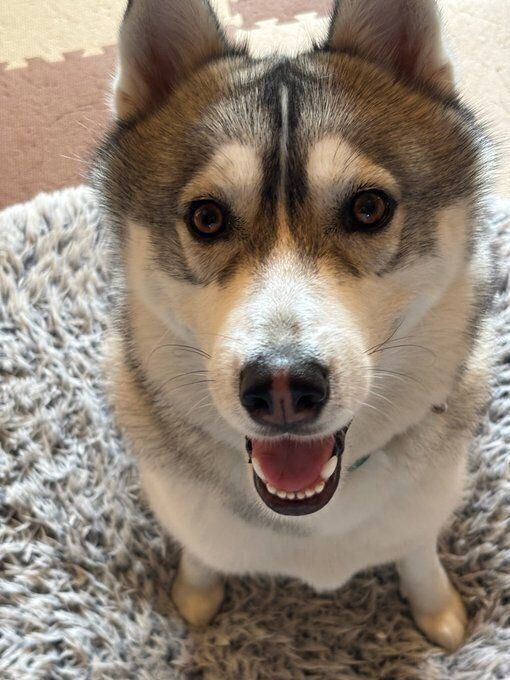 ふだんの様子　愛らしい表情で飼い主さんを見つめる珀くん