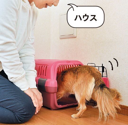 クレートに入った瞬間声かけを
