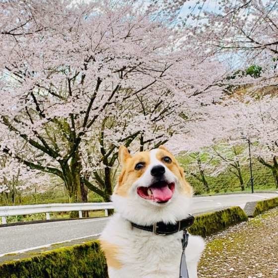 はるくん  ウェルシュ・コーギー・ペンブローク