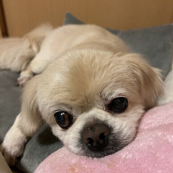 チベタン・スパニエルのチベくん♪