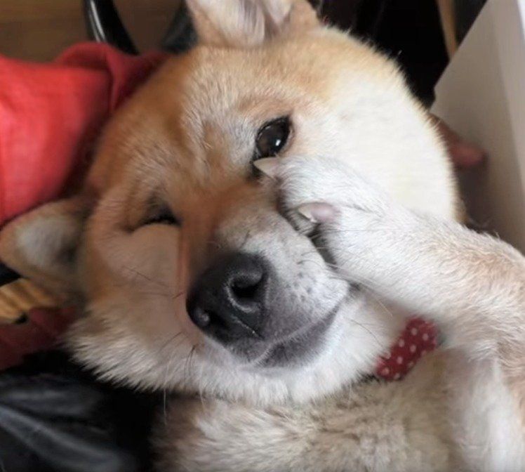 鼻がかゆい柴犬の小春ちゃん