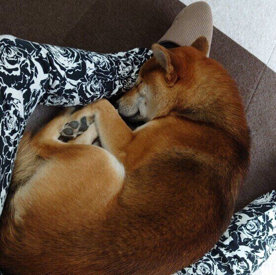 柴のはちちゃん