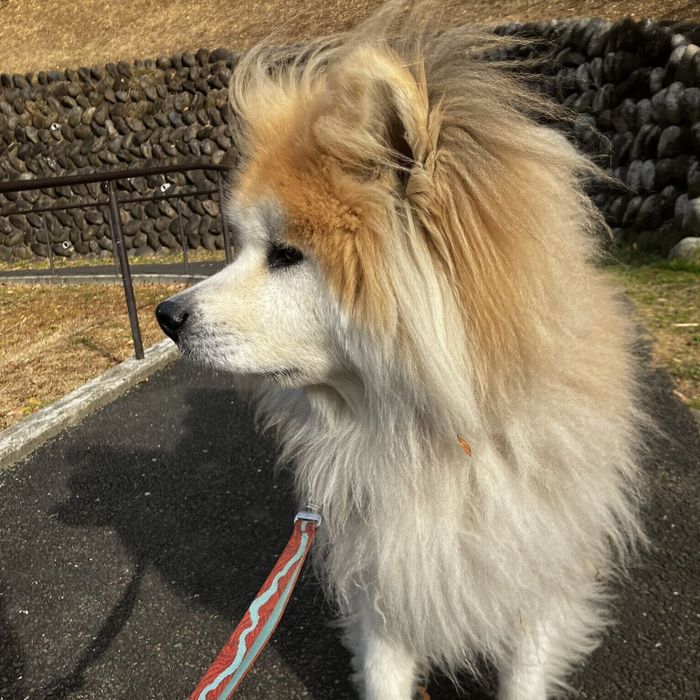 飼い主さんと散歩をするみ太くん