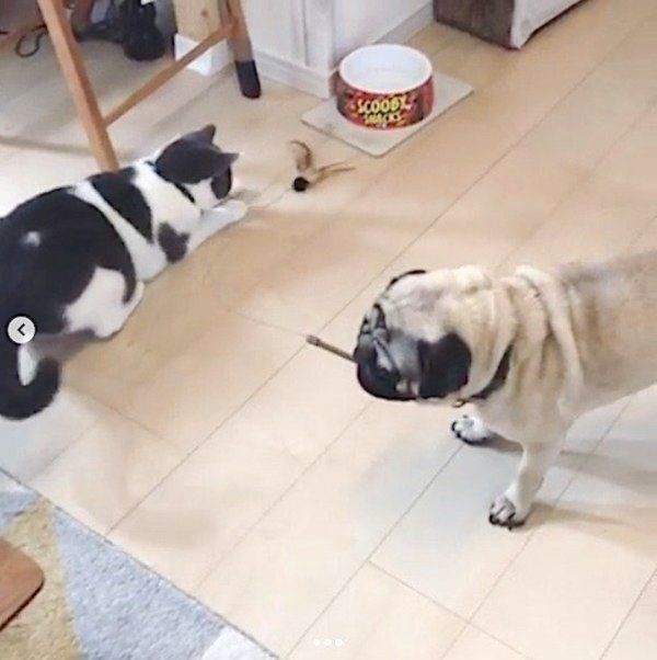 ニャンコ釣りをするパグ