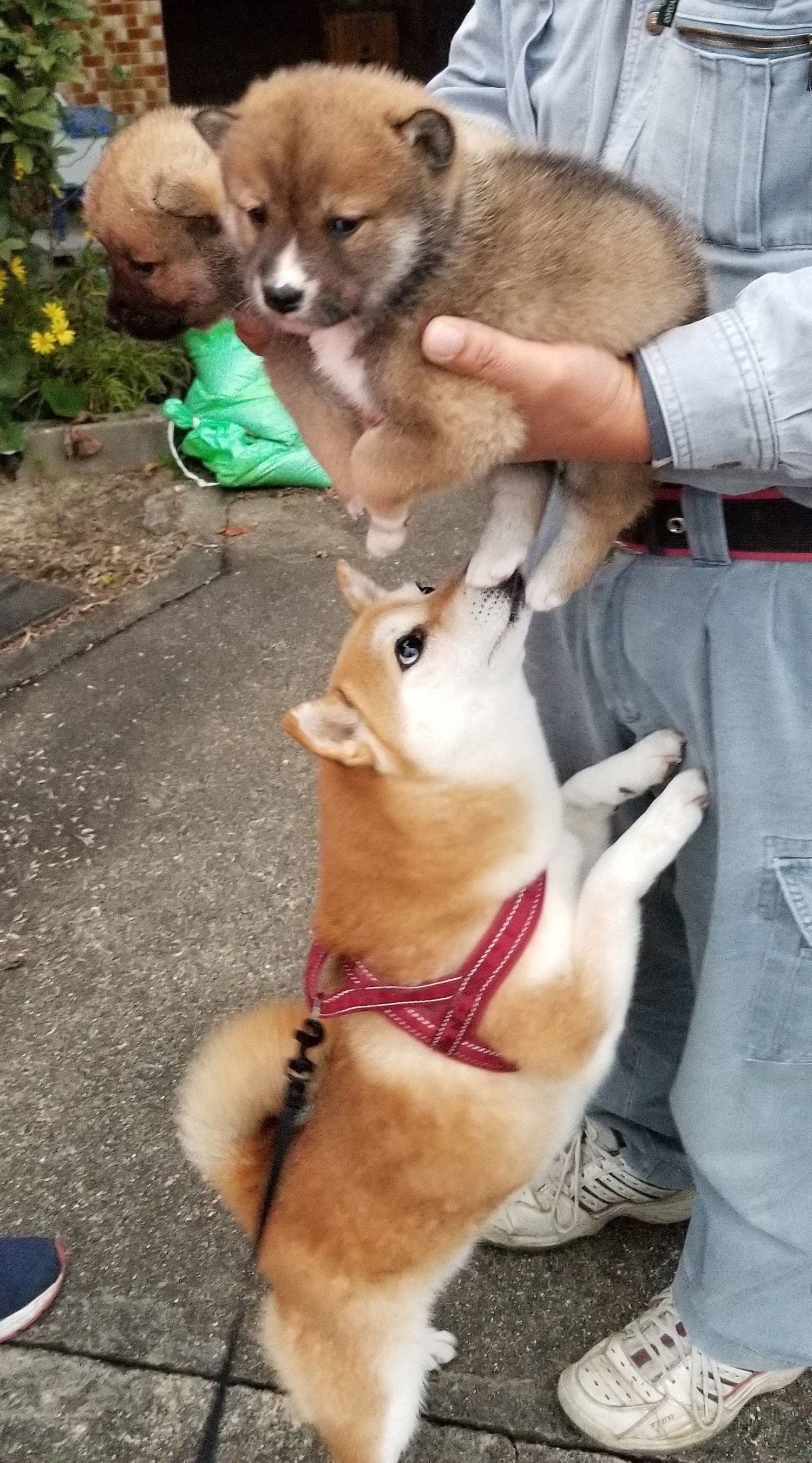 ここ掘れここ柴