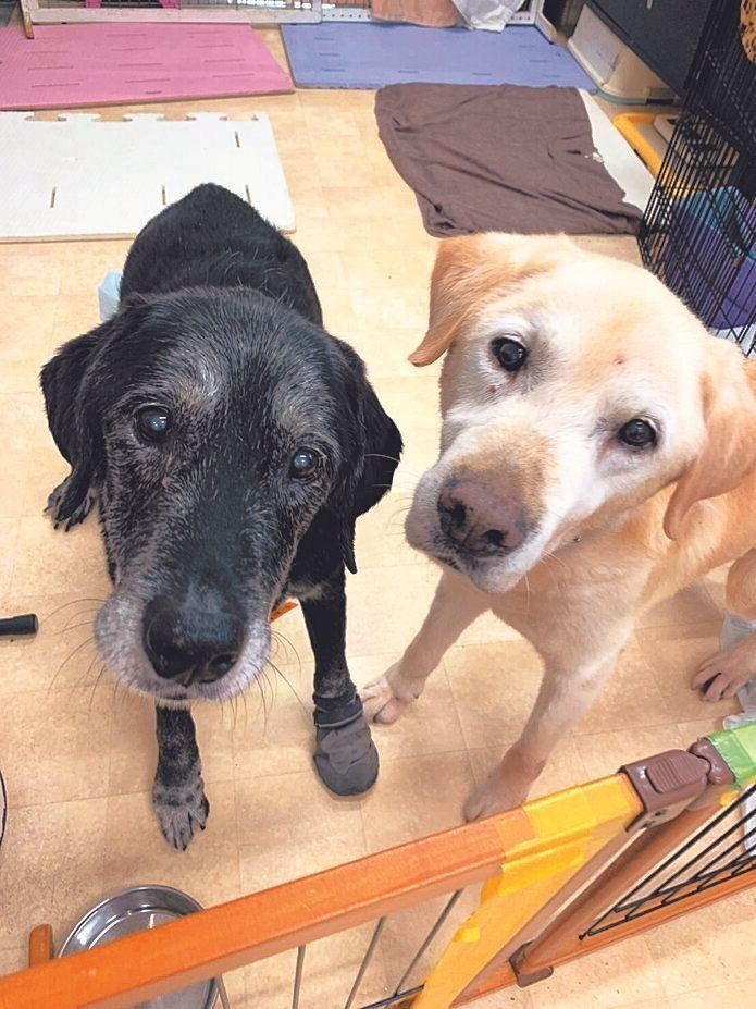 ホームに通っていたとき、アクアくんは同じ犬種のカイくんと大の仲よしに。お互い支え合っていたそう