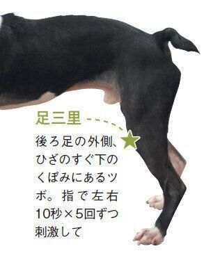 参考・写真／「いぬのきもち」2025年9月号『夏の疲れをこじらせない！夏から秋の未病図鑑』