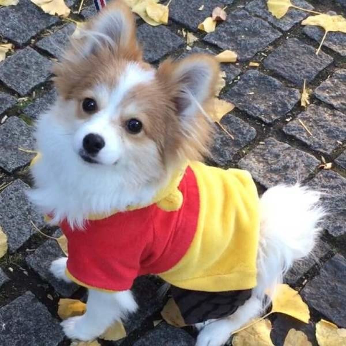 ちょっと恥ずかしい 愛犬のマウンティング行為 性的行動ではない時の3つの理由 いぬのきもちweb Magazine ちょっと恥ずかしい 愛犬のマウンティング行為 性的行動ではない時の3つの理由 いぬのきもちweb Magazine