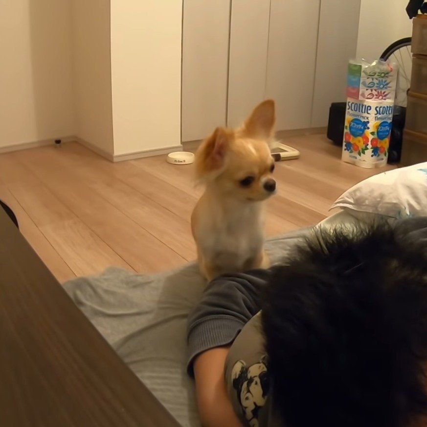 パパさんを起こそうとするみるくちゃん