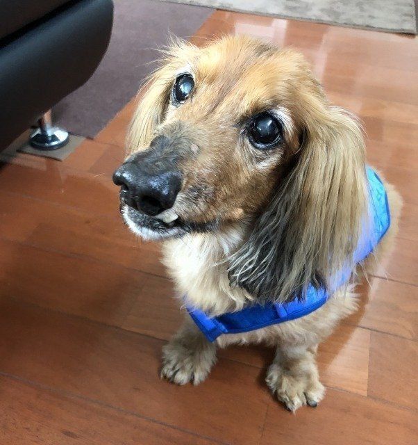 ひんやりベストを愛犬に着せてみた