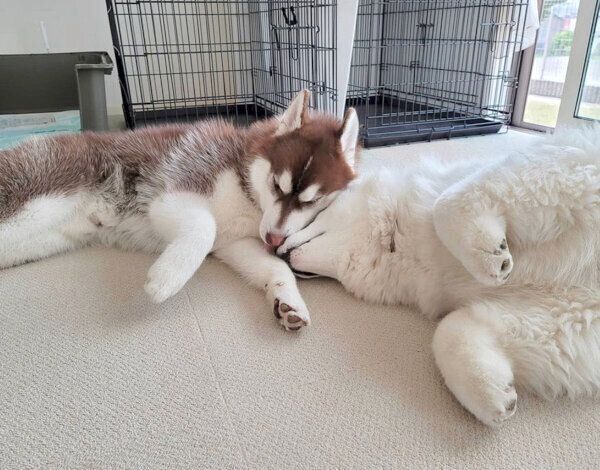 顔をくっつけて眠るグーテくん、バンデくん